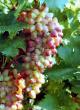 Grapes varieties Arochnyjj Photo and characteristics