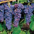 Grapes  Glenora Seedless grade Photo