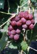 Grapes varieties Guna Photo and characteristics