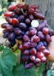 Grapes  Izyuminka grade Photo