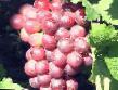 Grapes varieties Kardinal ustojjchivyjj Photo and characteristics