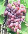 Grapes varieties KarMaKod Photo and characteristics