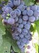 Grapes  Kishmish Chernyjj sultan grade Photo
