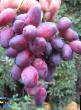 Grapes varieties Krasotka Photo and characteristics