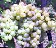 Grapes varieties Kristall Photo and characteristics