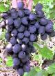 Grapes  Kuban grade Photo