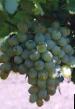 Grapes varieties Lancelot Photo and characteristics