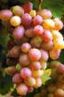 Grapes  Matreshka grade Photo