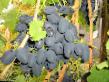 Grapes varieties Kodryanka Photo and characteristics