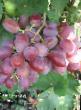 un raisin  Mechta Tatyany l'espèce Photo