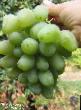 Vindruvor sorter Monarkh Fil och egenskaper