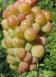 Grapes varieties Palanga Photo and characteristics