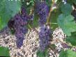 Grapes varieties Prima Seedless Photo and characteristics