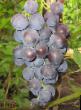 Grapes varieties Roshfor Photo and characteristics