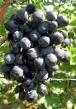 Grapes varieties Marinovskijj Photo and characteristics