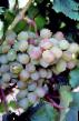 Grapes varieties Snegir Photo and characteristics
