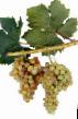 Grapes varieties Tason Photo and characteristics