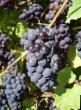 Vindruvor sorter Saperavi severnyjj Fil och egenskaper