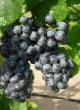 Vindruvor sorter Ametistovyjj Fil och egenskaper