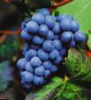 L'uva  Boskup Glori la cultivar foto