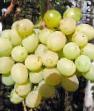 Grapes varieties Talisman Photo and characteristics
