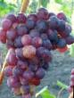 Vindruvor sorter Impuls Fil och egenskaper