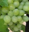 Vindruvor sorter Aleksandrit Fil och egenskaper