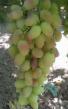 Grapes  Preobrazhenie grade Photo