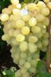 Vindruvor sorter Dolgozhdannyjj Fil och egenskaper