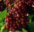 Grapes  Graf Monte Kristo grade Photo