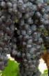 Виноград сорта Неретинский  Фото и характеристика