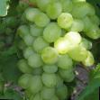 Vindruvor sorter Garold Fil och egenskaper