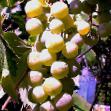 un raisin  Lyubava l'espèce Photo