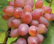 Vindruvor sorter Rea Fil och egenskaper