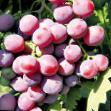 Vindruvor sorter Sprinter Fil och egenskaper