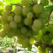 L'uva  Frumoaseh Albeh la cultivar foto