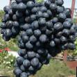 Vindruvor sorter Khanka Fil och egenskaper