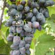 Vindruvor sorter Charli Fil och egenskaper