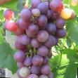 Grapes varieties Astra  Photo and characteristics