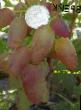 un raisin  Brejjk l'espèce Photo
