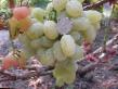 Grapes varieties Julietta Photo and characteristics