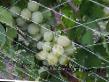 L'uva  Maehstro la cultivar foto