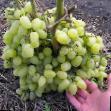 L'uva  Seyanec prodyussera la cultivar foto