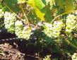 Viinirypäleet lajit Lyussil kuva ja ominaisuudet