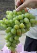 Vindruvor sorter Nadezhda Aksajjskaya Fil och egenskaper