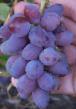Grapes varieties Suvenirnyjj Photo and characteristics