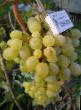 Vindruvor sorter Tigin Fil och egenskaper