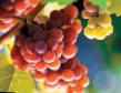 Vindruvor sorter Russkijj rannijj Fil och egenskaper