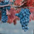 Vindruvor sorter Kaberne Severnoe Fil och egenskaper