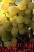 Grapes varieties Vostorg idealnyjj Photo and characteristics